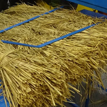 Paddy Straw